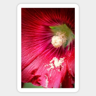 Crimson Hollyhock Sticker